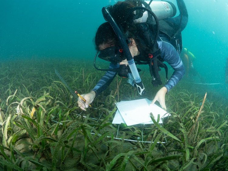 seagrass fieldwork