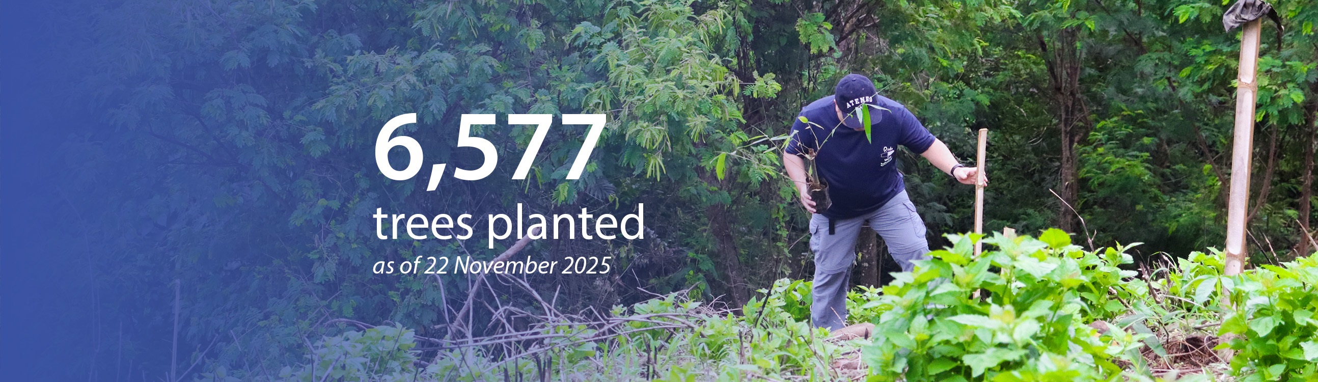 01262026.Web.Banner Kinaiyahan Tree Count November 2025 banner