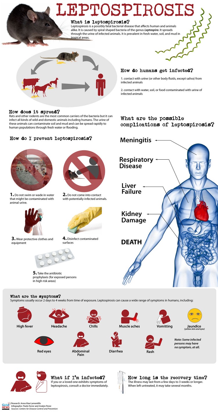 Leptospirosis poster